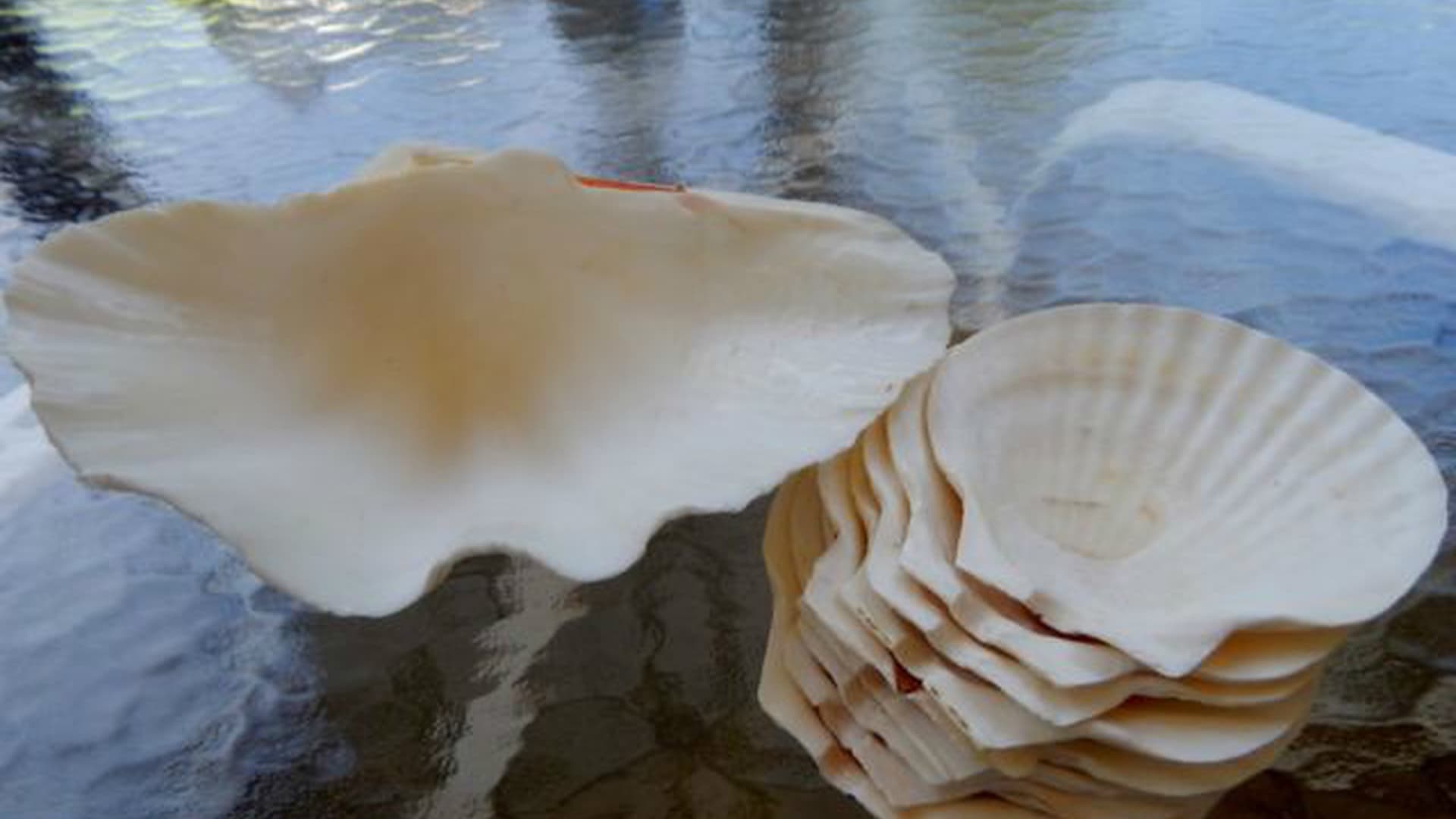 Appetizer Clam Shells