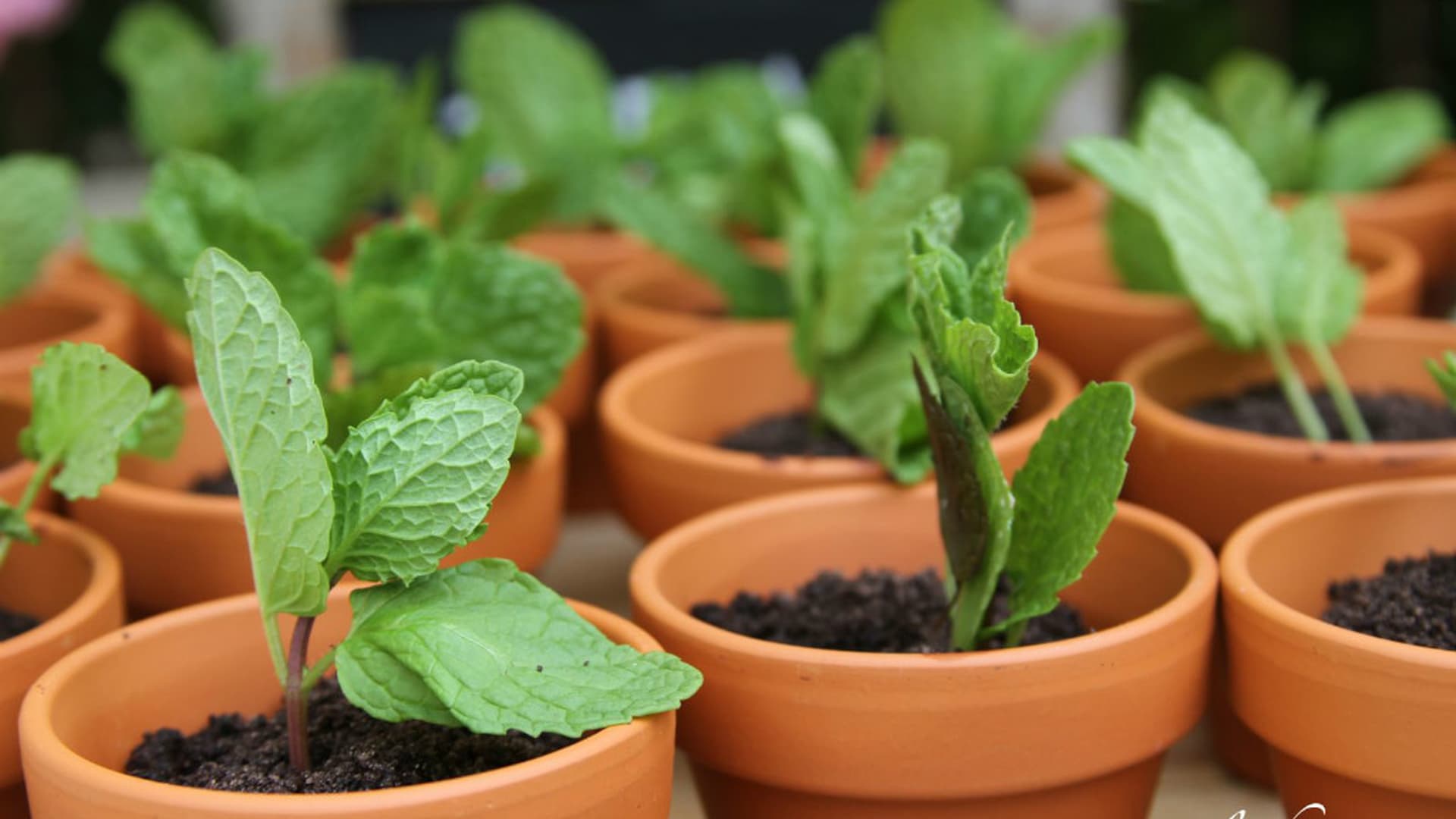 Chocolat Pudding pots