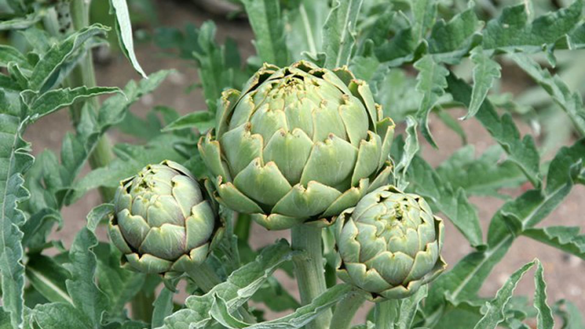 Artichokes With Croutons